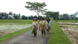 Sekelompok petani perempuan tengah berjalan di pinggir sawah Banyumas. LEBIHDALAM/ Rendy A. Diningrat