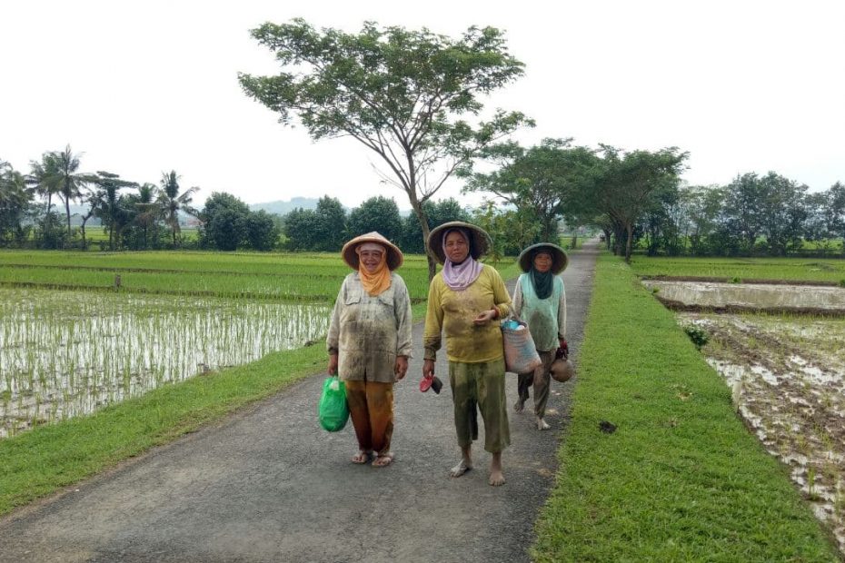 Sekelompok petani perempuan tengah berjalan di pinggir sawah Banyumas. LEBIHDALAM/ Rendy A. Diningrat